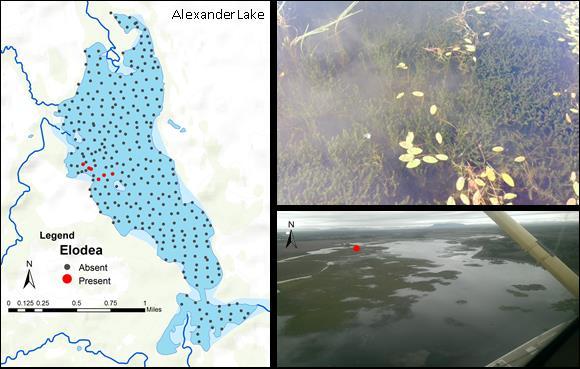 Part 2 of Tour Remote area west of Susitna River Aquatic Invasive Plants Elodea Eradication Project Presenter: Heather Stewart (Alaska Department of Natural Resources) Alexander Lake Project