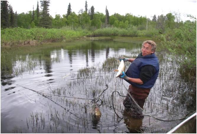 Aquatic Invasive Fish - Pike Presenter: Samantha Oslund (Alaska Department of Fish & Game) Alexander Creek Project Description: Alaska Department of Fish & Game (ADF&G) has completed the fourth year