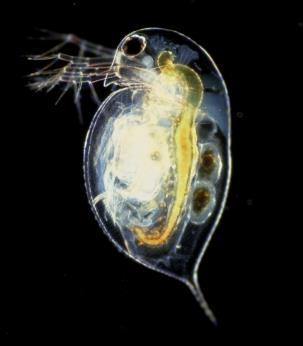 15 N) Tracer Zooplankton