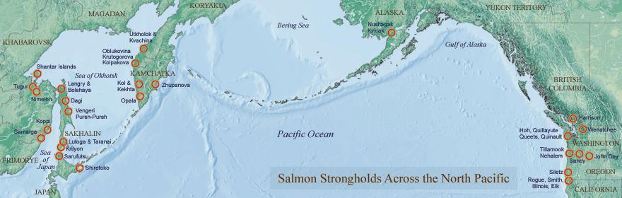 Protecting Pacific Salmon