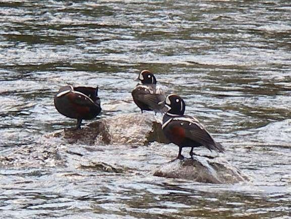 Successful breeding observed Waterfowl observations