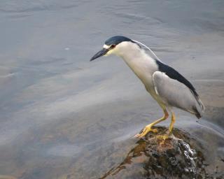 ! BMO Gallery of Fine Art BMO customer Justin Schetrompf captured this awesome photo of a Black Crowned Night Heron here on the Susquehanna in the Marysville area. Thanks, Justin! Get Pumped!