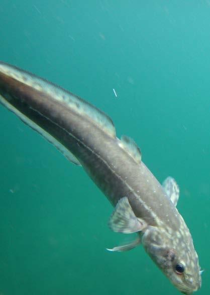 Engineers) University of Idaho, UC Davis, and others research partners White sturgeon federally listed as endangered Burbot