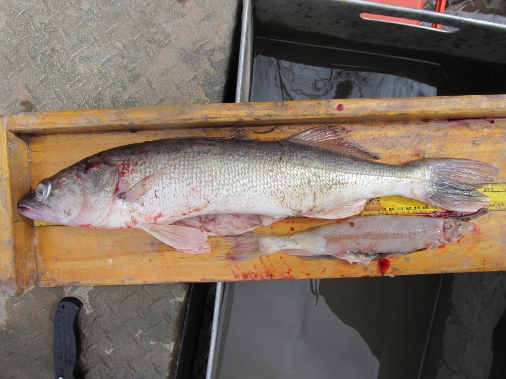 Walleye captured with Colorado pikeminnow in