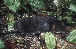 How To Do A Water Shrew Survey The Water Shrew (Neomys fodiens) There are three species of shrew native to the British mainland: Water shrew (Neomys fodiens) Common shrew (Sorex araneus) Pygmy shrew