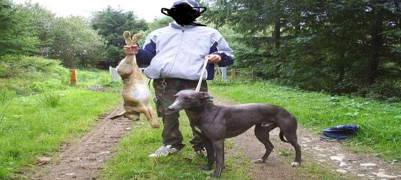 When you approach people involved in hare coursing they will state that they are only