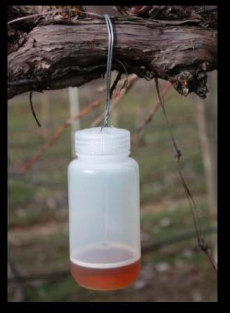 Traps were deployed in the known host crops grown in eastern Washington, with the highest numbers of total samples taken from sweet cherry and grape, with some traps also deployed in peach/nectarine,