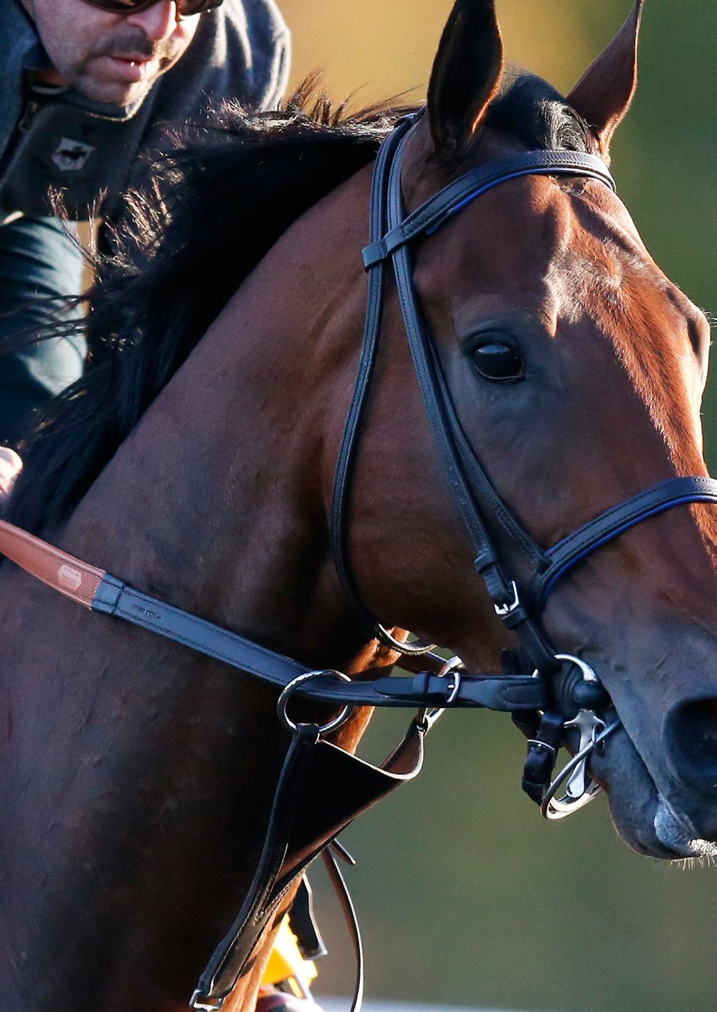Born for the Belmont By derek Simoni When American Pharoah won the Belmont Stakes last year, he did something that has been accomplished just eight times since 1941.