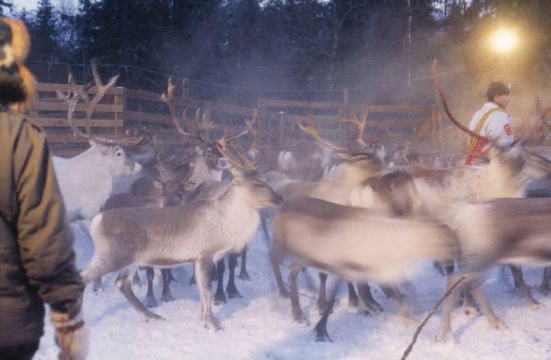 Semi-domestic reindeer 35 60,000 compensated per year Impact of climate and herd