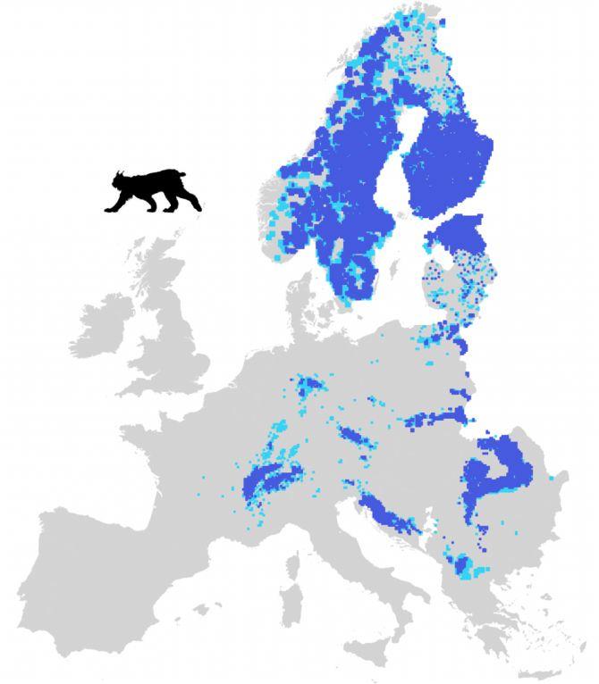 Eurasian lynx distribution 2012-2016 c. 8-9,000 in Europe c.