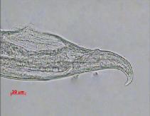 Contracaecum osculatum. B.