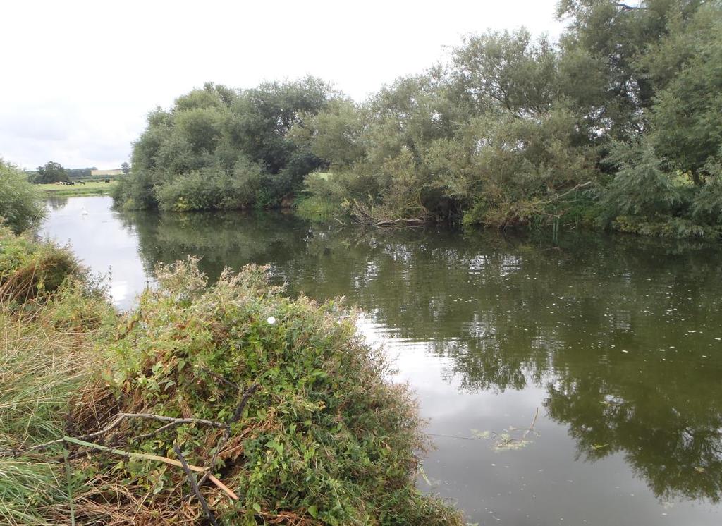 Five sites on the River Great Ouse were surveyed by Seine netting between the 26 th of September and the 1 st of October 2016.
