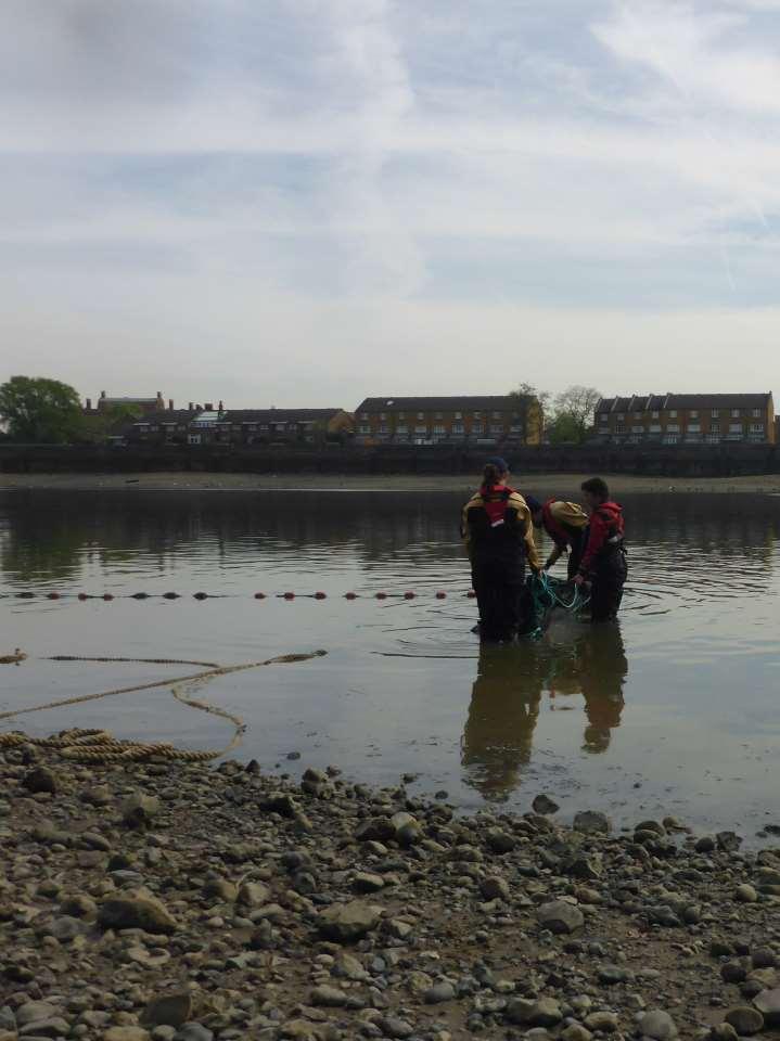 Field Guide to Juvenile Fish of the Tidal Thames January 2017 Thames Conservation