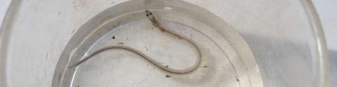 Yellow eel stage: rown above, yellowish