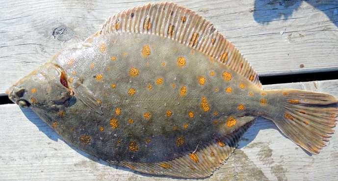 Plaice (Pleuronectes platessa) PROTECTED (NERC, UK-AP) D** A C * D** Arnstein Rønning Where and when could you find it? Not to be confused with: A,, C Flounder A.
