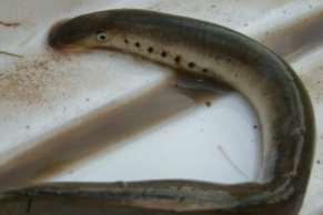 Looks like a small adult eel 4.