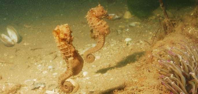 Short-snouted Seahorse (Hippocampus hippocampus) PROTECTED (WCA, NERC, CPF, MCZ,