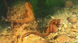 Spiny Seahorse (Hippocampus guttulatus) PROTECTED (WCA, NERC, MCZ, UK-AP) INFREQUENTLY