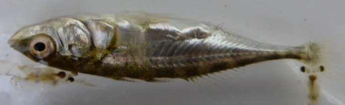 3-spined Stickleback (Gasterosteus aculeatus) 1* A *