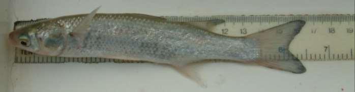 Thin-lipped Grey Mullet (Liza ramada) Juvenile Fish ID Guide for the