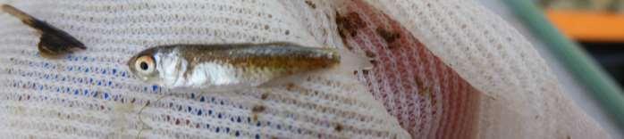 Under 15 mm: they have no scales yet, and they develop an iridescence 2.