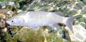 Roberto Pillon Thick-lipped grey mullet A. Two dorsal fins *.