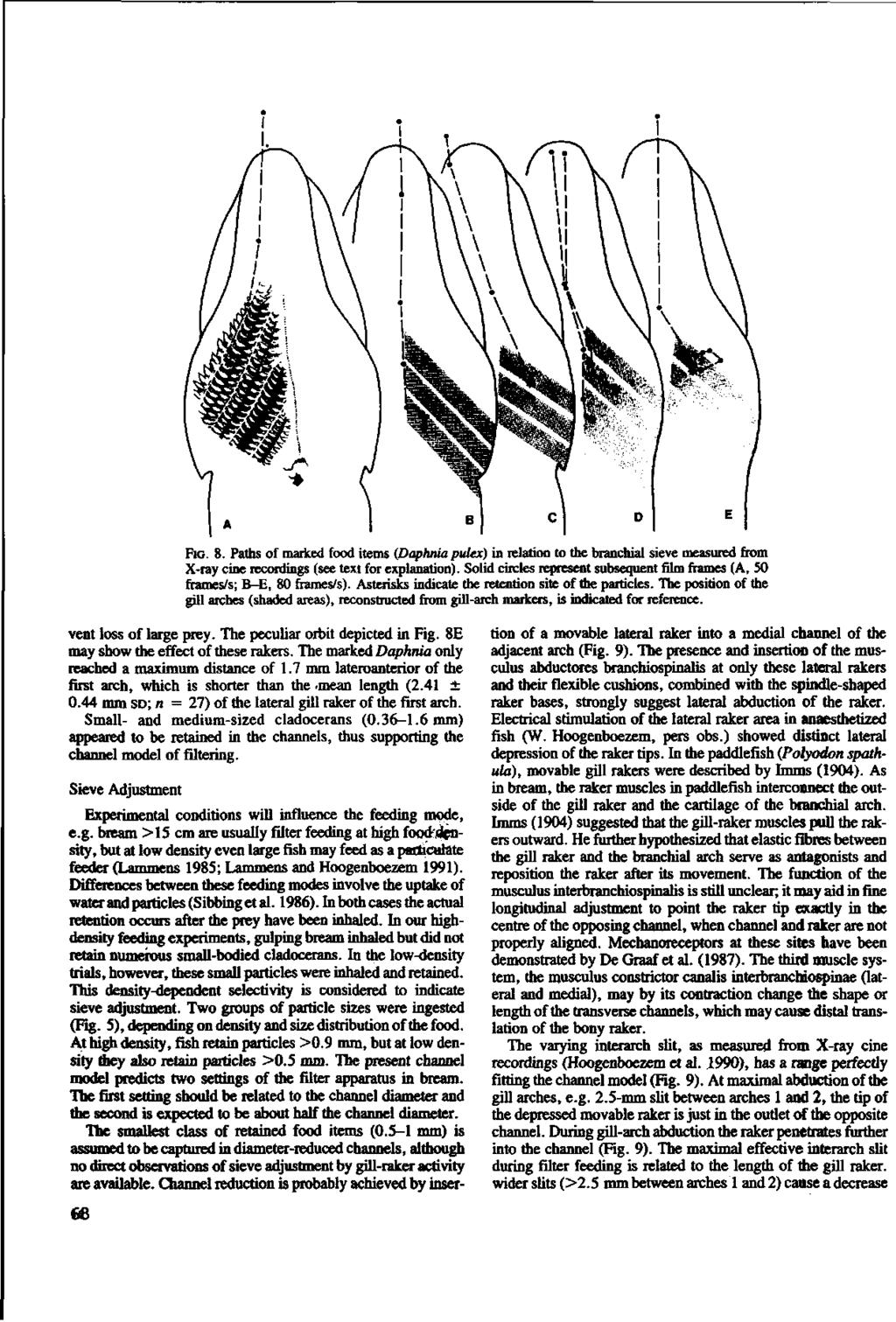 FIG. 8. Pathsof marked food items (Daphnia pulex) inrelation tothebranchial sievemeasured from X-raycine recordings (seetextforexplanation).