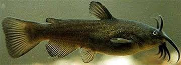 Brown Bullhead Habitat: Bottom dwelling fish Slower moving freshwaters in creeks, rivers,ponds, and lakes Vegetation and substrate Can endure low oxygenated waters of up to 0.2 ppm.
