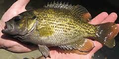 Habitat: Freshwater rivers, streams, lakes, and ponds Rocky and sandy clearwaters Heavily vegetated Tend to avoid fast moving water Rock Bass (Ambloplites rupestris) Physiology: Food Habits: Various