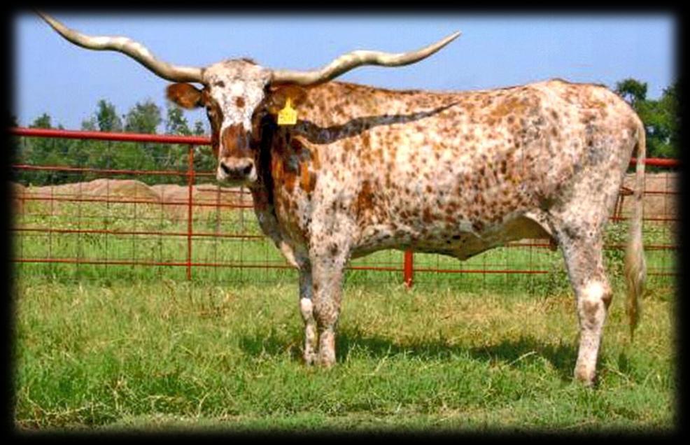 In other words they still look like a Longhorn just more horn, color and body size.
