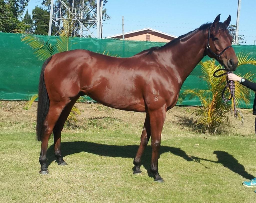 Too Many Reds another star weanling syndication Cost $25,000
