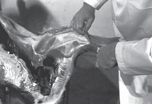 Figure D. Loosening pelt along leg. If the head is to be mounted, do not open the pelt on the underside of the neck.