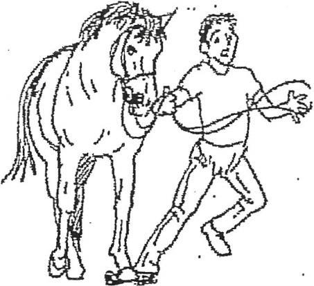 opposed to pulling the horse towards you to prevent being stepped on accidentally THE