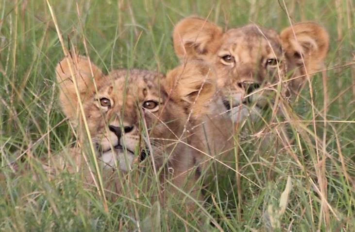 Lions: Almost all of the lion sightings in January took place out west, mainly in the Sabora area.