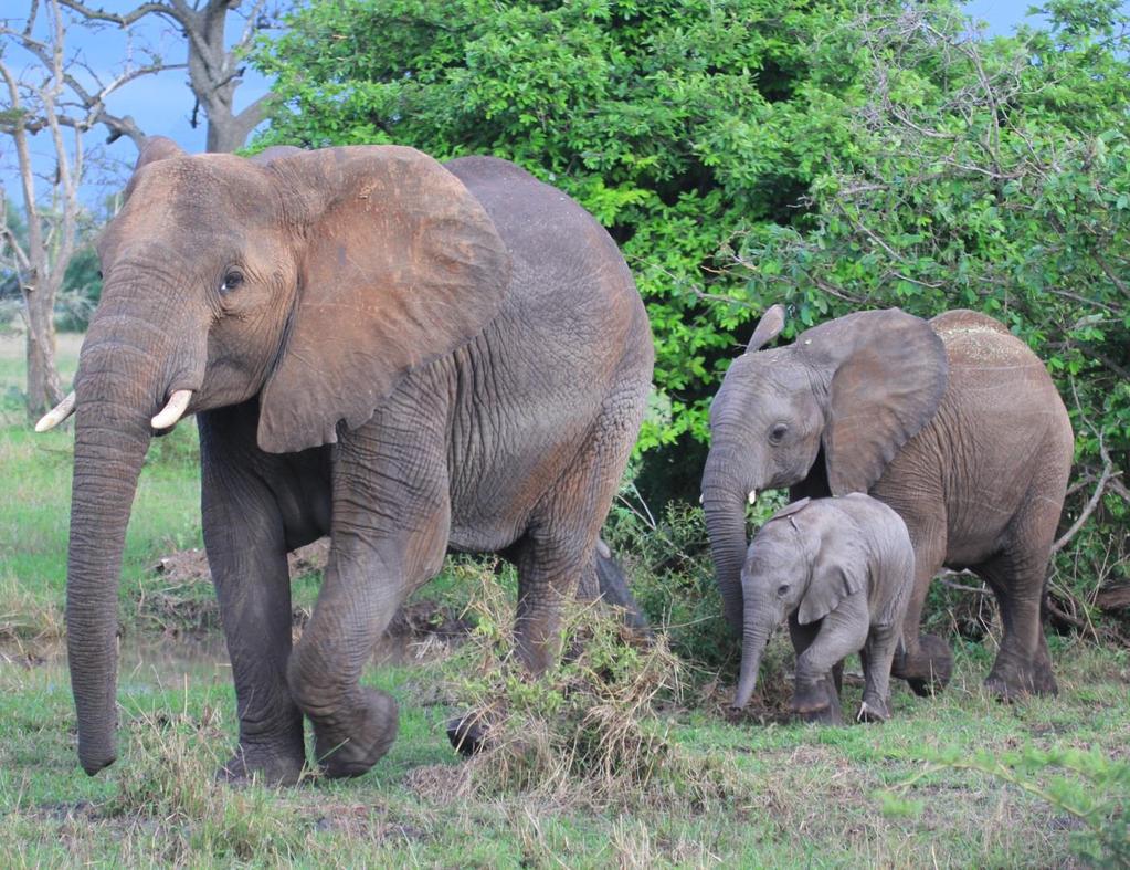 Elephants: Elephant sightings were steady in January. We saw less of the large hundred-strong breeding herds that are seen during the dryer months.
