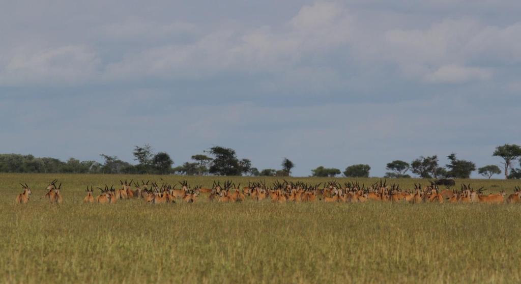 Eland and Thomson s gazelles were also present in good numbers.