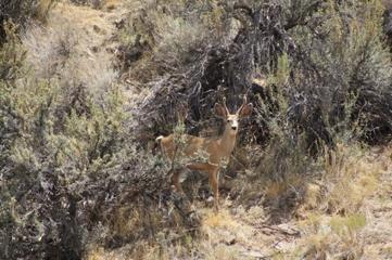 Walters Canyon, other wildlife present