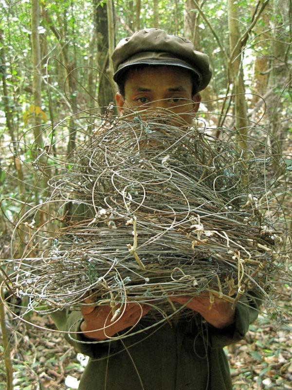 7 of 15 3/1/2017 2:56 PM Member of patrol team with wire snares collected in saola habitat in central Laos at Nakai-Nam Theun National Protected Area.