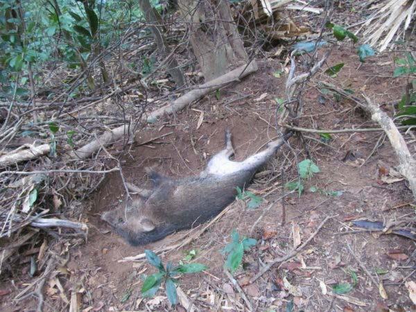 10 of 15 3/1/2017 2:56 PM poachers caught in the act of snaring, and penalize individuals possessing snares and material used for trap construction within protected areas. Wild Boar caught in a snare.