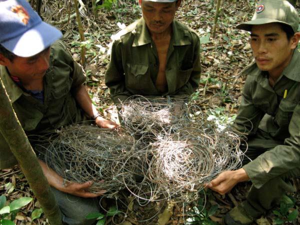 11 of 15 3/1/2017 2:56 PM Patrol team with wire snares collected in Saola habitat in central Laos at Nakai-Nam Theun National Protected Area.