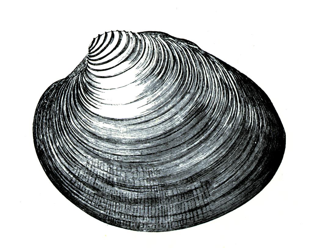 This clam digs a deep burrow and extends its long siphon to the surface to feed.