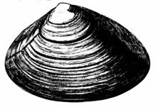 Eastern Oyster Surf Clam Crassostrea virginica Spisula solidissima The eastern oyster grows in intertidal Surf clams are common in
