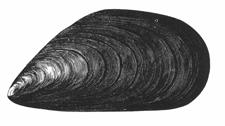 This clam may grow to five inches and to greater than 30 years of age.