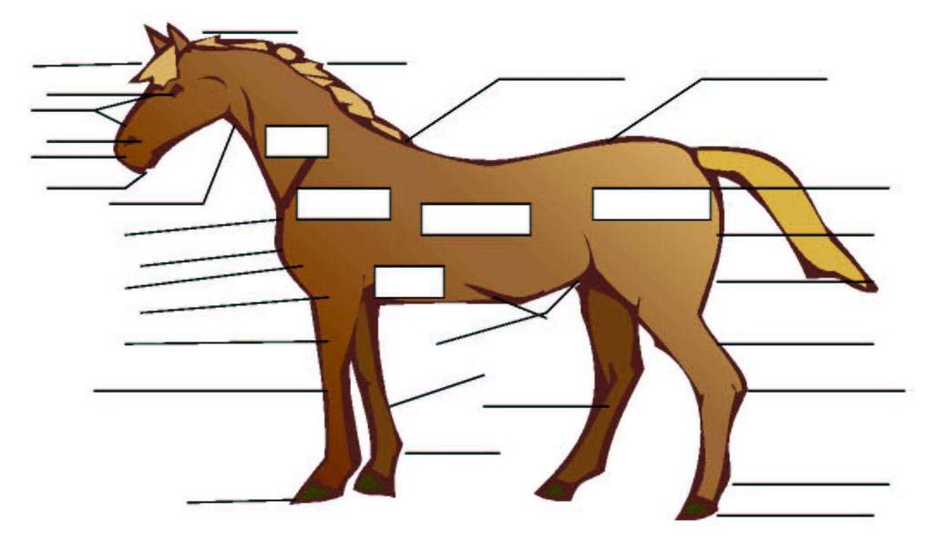 14. Name 15 parts of the horse: (15)