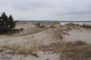 The dune elevations are highest in the vicinity of the parking area and begin to taper down towards the end of the spit. At the Chapin 2 profile, maximum dune crest elevations are approximately 15.
