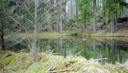 The outflow from Crystal Spring enters an old beaver dam (Figure 4) where a pond in front of the lodge once held trout for use in the restaurant. The area is now an open wetland.