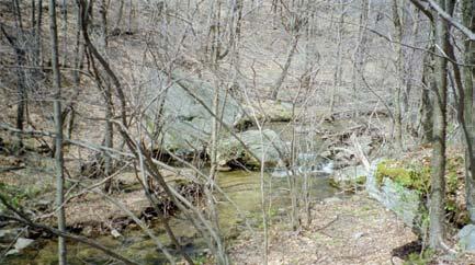 The quarter-mile section above Doctors Fork is flat and featureless, with shallow riffles and poor habitat.