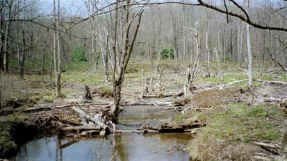 Figure 19. Abandoned beaver dam at Figure 20. Abutment was to have been confluence of Doctors Fork and Lick Run. where Kennedy Road crossed Lick Run.
