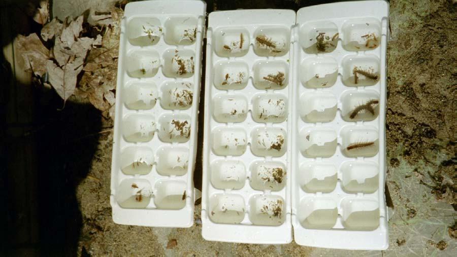 Figure 35. Trays of collected benthic invertebrates ready for species identification and counting. Hurricane Ivan had been through the area about three weeks before the fall survey was conducted.