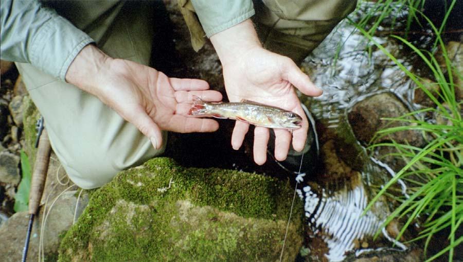 Figure 41. By the fourth summer of life Lick Run brookies have grown to about 170mm (6.